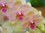 Orchid flowers