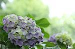 Hydrangea flowers