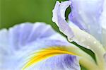 Japanese iris