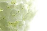 Hydrangea flowers