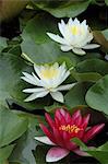 Water lily