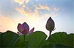 Lotus flowers