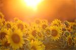 Sunflower field