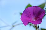 Morning glory and sky