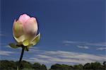 Lotus flower and sky