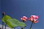 Lotus flowers and sky