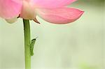 Insect on lotus flower