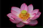 Lotus flower