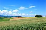 Hokkaido countryside