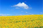 Sunflower field and sky, Hokkaido