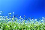 Buckwheat field and sky, Fukushima prefecture