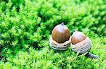 Acorns on moss