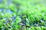 Water drops and moss