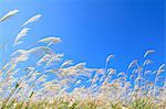 Japanese silver grass and sky with clouds