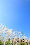 Japanese silver grass and sky with clouds