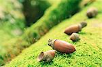 Acorns on moss