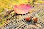 Acorns on tree stump