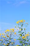 Jerusalem artichoke flowers and sky