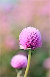 Globe amaranth