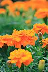 Marigold flowers