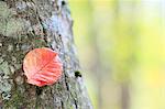 Red leaf on tree