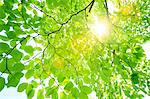 Sun filtering through green leaves