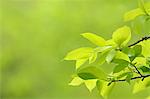 Green leaves