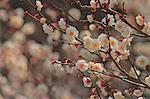 Plum blossoms