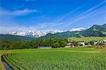 Hakuba mountain range and rice field, Nagano Prefecture