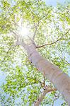 Sun filtering through green birch leaves