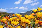 Flower garden and sky