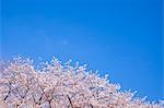 Cherry blossoms and sky