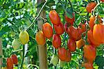 Mini tomatoes