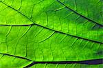 Green leaf