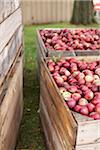 Crates of Apples at Farm, Milton, Ontario, Canada