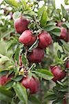 Close-up of Red Delicious Apple Tree, Milton, Ontario, Canada