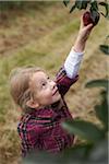 Girl Picking Apples in Orchard, Milton, Ontario, Canada