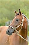 Portrait of Mecklenburger Horse in Paddock, Bavaria, Germany