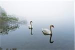 Mute Swans (Cygnus olor) on Misty Lake in Early Morning, Hesse, Germany
