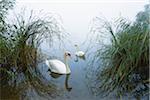 Mute Swans (Cygnus olor) on Lake in Early Morning Fog, Hesse, Germany