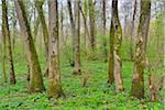 Riparian Forest in Spring, Bulau, Hanau, Hesse, Germany