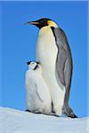Adult Emperor Penguin (Aptenodytes forsteri) with Chick, Snow Hill Island, Antarctic Peninsula, Antarctica