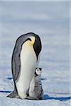 Adult Emperor Penguin (Aptenodytes forsteri) with Chick, Snow Hill Island, Antarctic Peninsula, Antarctica