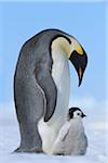 Adult Emperor Penguin (Aptenodytes forsteri) with Chick, Snow Hill Island, Antarctic Peninsula, Antarctica