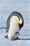Adult Emperor Penguin (Aptenodytes forsteri) with Chick, Snow Hill Island, Antarctic Peninsula, Antarctica