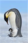 Adult Emperor Penguin (Aptenodytes forsteri) with Chick, Snow Hill Island, Antarctic Peninsula, Antarctica