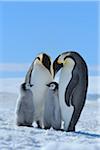 Adult Emperor Penguins (Aptenodytes forsteri) with Chicks, Snow Hill Island, Antarctic Peninsula, Antarctica
