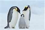 Adult Emperor Penguins (Aptenodytes forsteri) with Chick, Snow Hill Island, Antarctic Peninsula, Antarctica