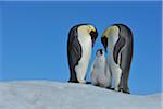 Adult Emperor Penguins (Aptenodytes forsteri) with Chick, Snow Hill Island, Antarctic Peninsula, Antarctica