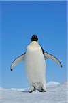 Adult Emperor Penguin (Aptenodytes forsteri), Snow Hill Island, Antarctic Peninsula, Antarctica